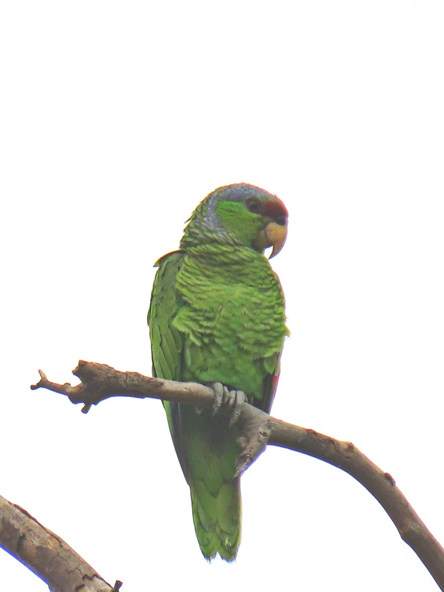 Lilac-crowned Parrot - ML620593246