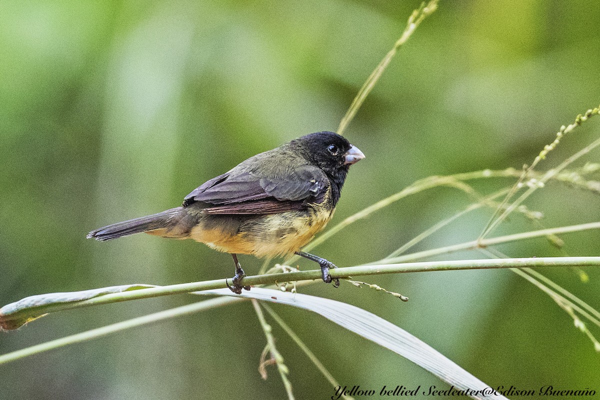Yellow-bellied Seedeater - ML620593253