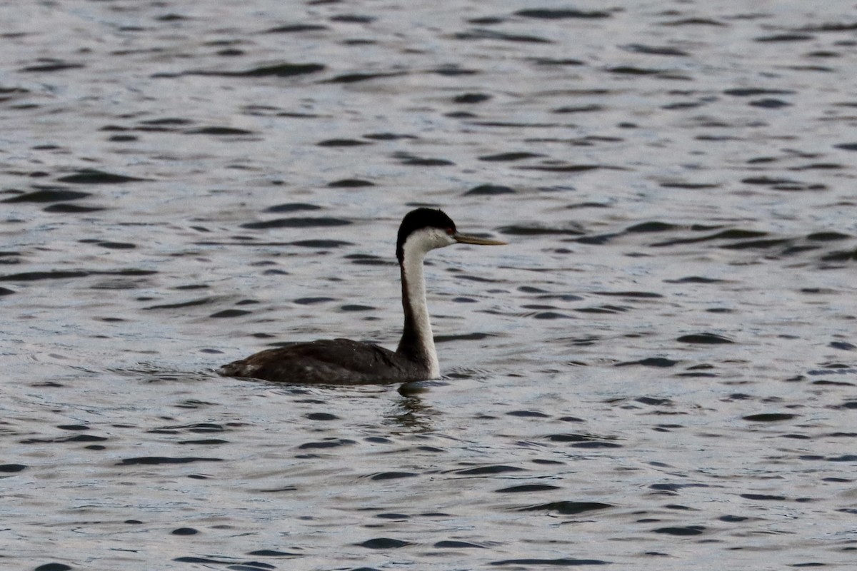 Western Grebe - ML620593265