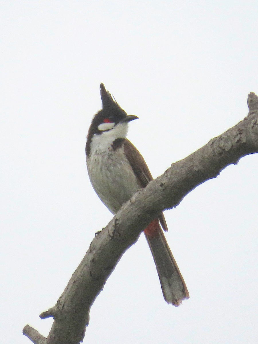 Red-whiskered Bulbul - ML620593297