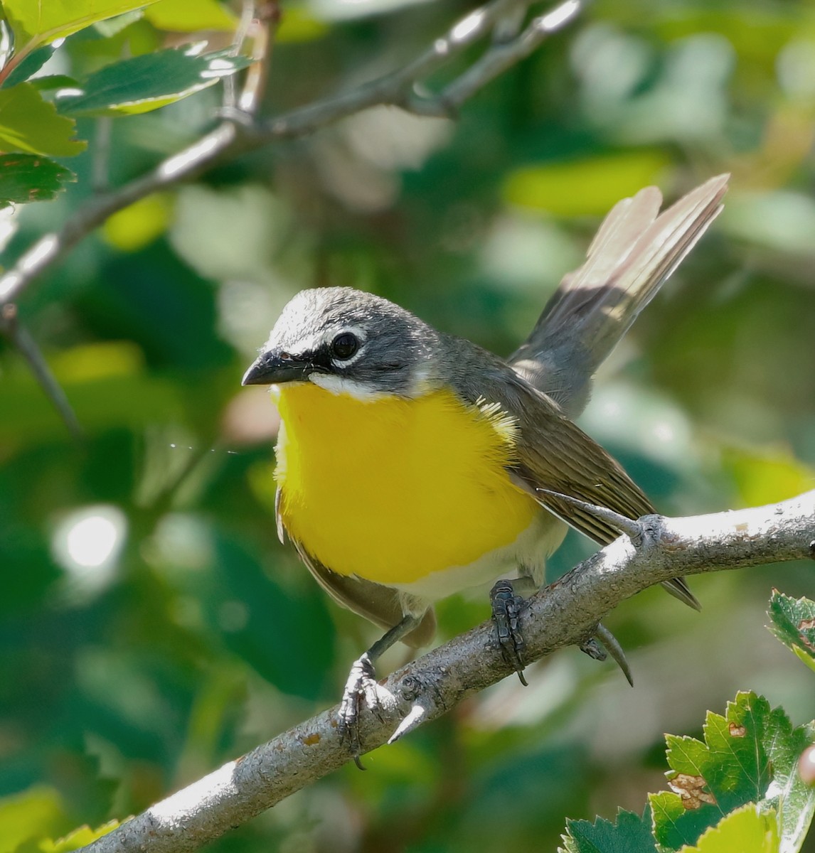 Yellow-breasted Chat - ML620593305