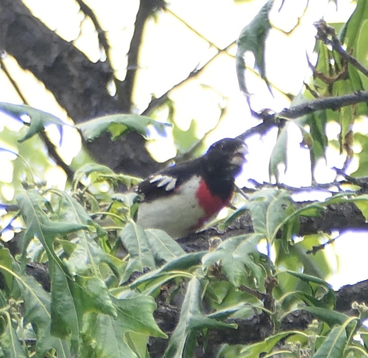 Rose-breasted Grosbeak - ML620593328