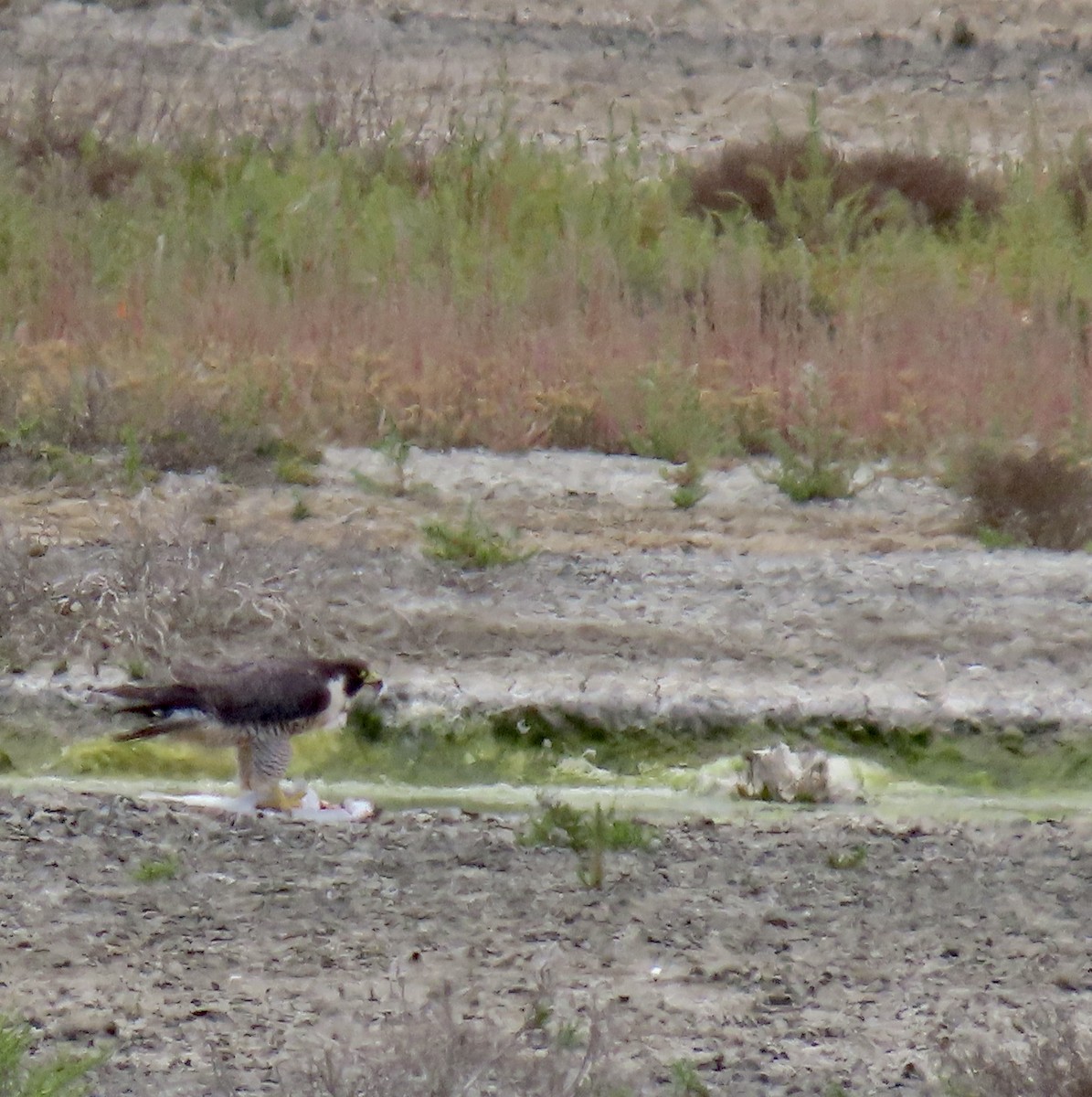 Halcón Peregrino - ML620593339