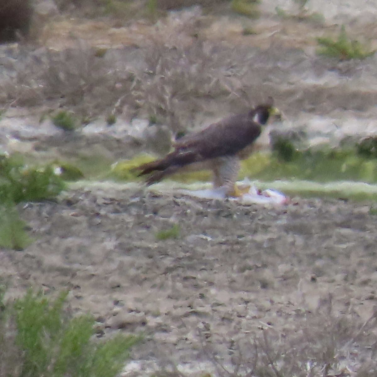 Peregrine Falcon - George Chrisman