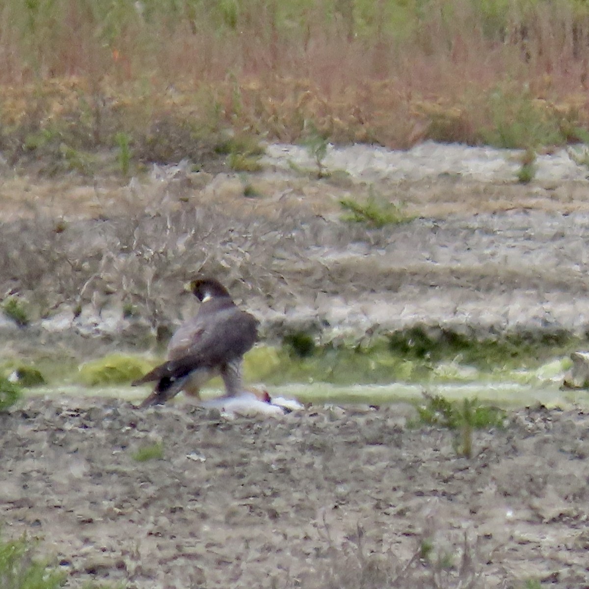 Peregrine Falcon - ML620593342