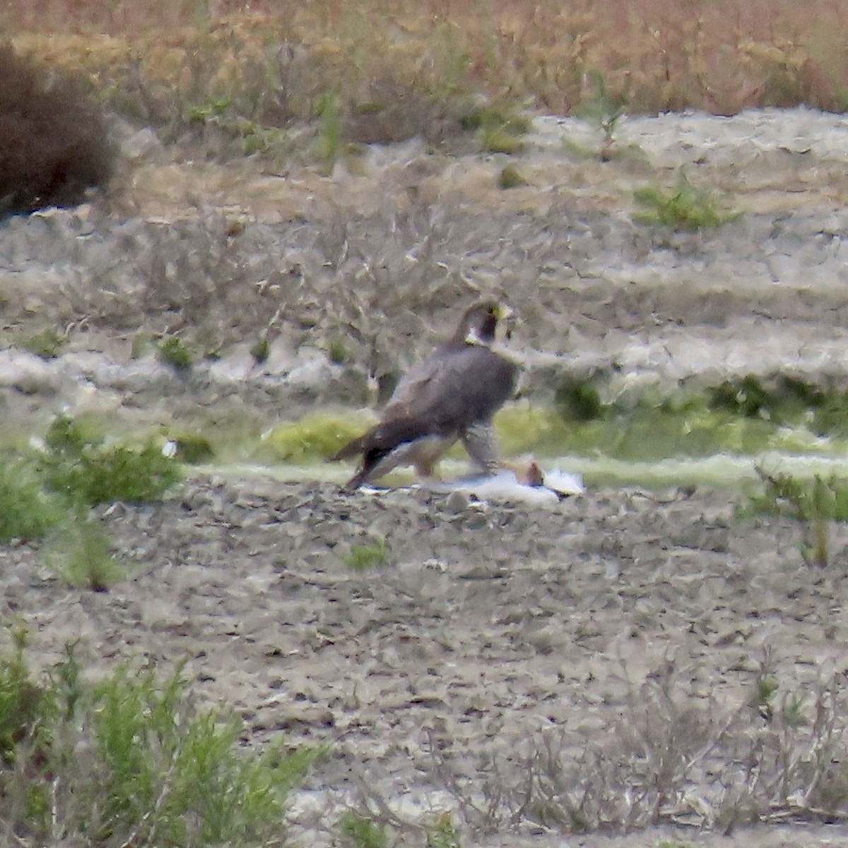 Peregrine Falcon - George Chrisman