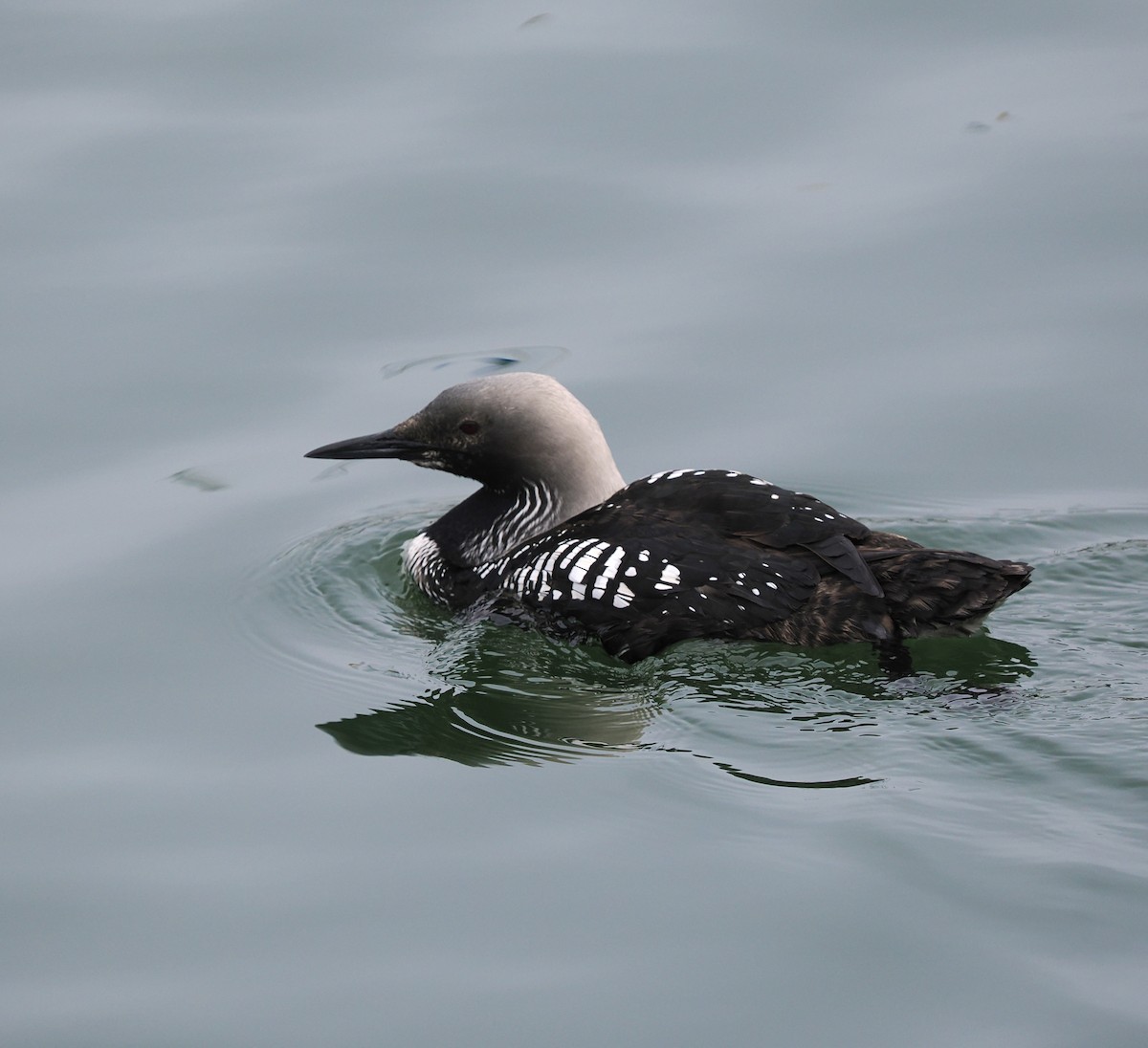 Pacific Loon - ML620593347