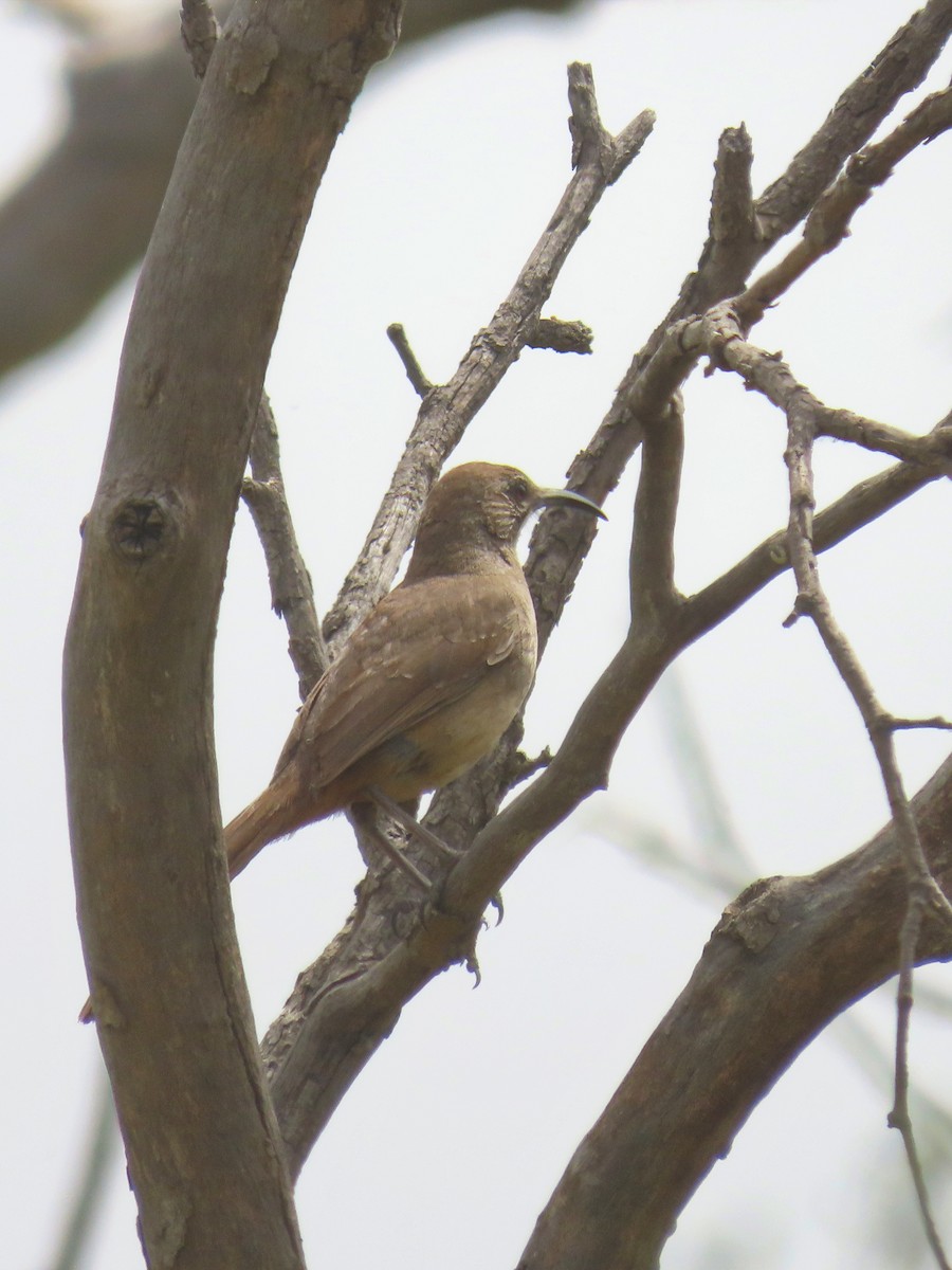 California Thrasher - ML620593371