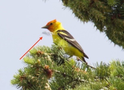 Western Tanager - ML620593374