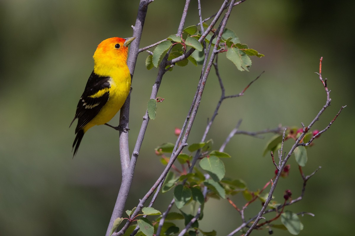 Western Tanager - ML620593408
