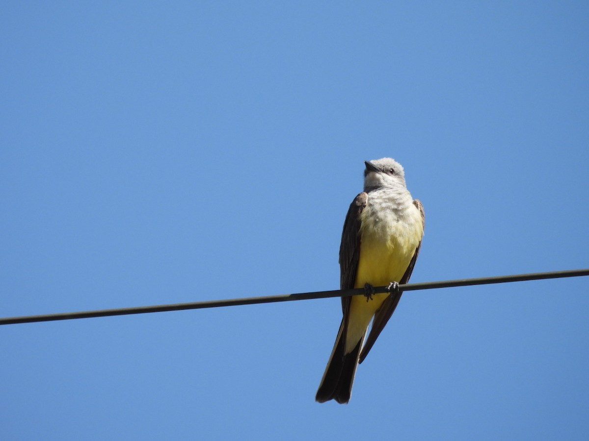 Western Kingbird - ML620593413