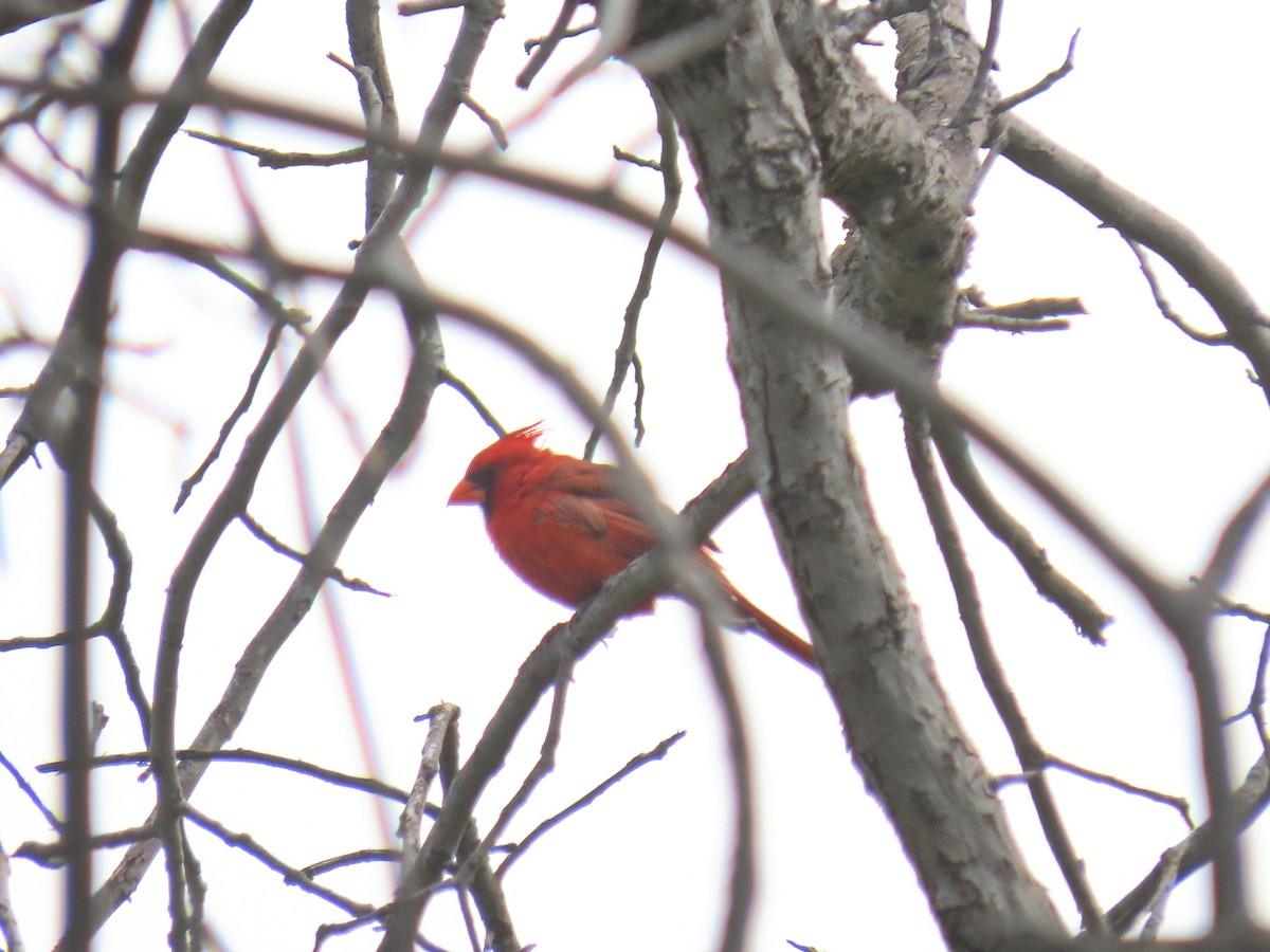 Cardinal rouge - ML620593448