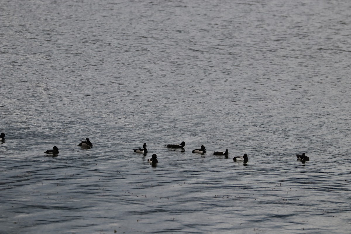 Ring-necked Duck - ML620593456