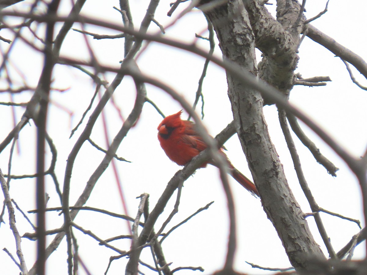 Northern Cardinal - ML620593457