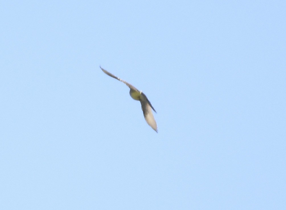 Western Kingbird - Annie Meyer