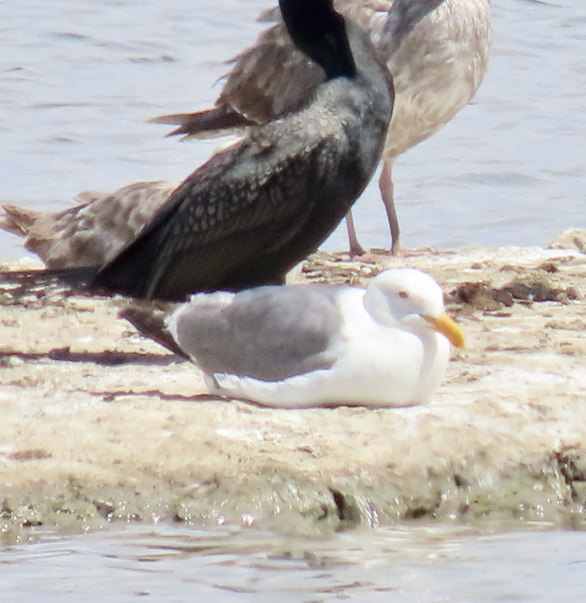 Western Gull - ML620593479