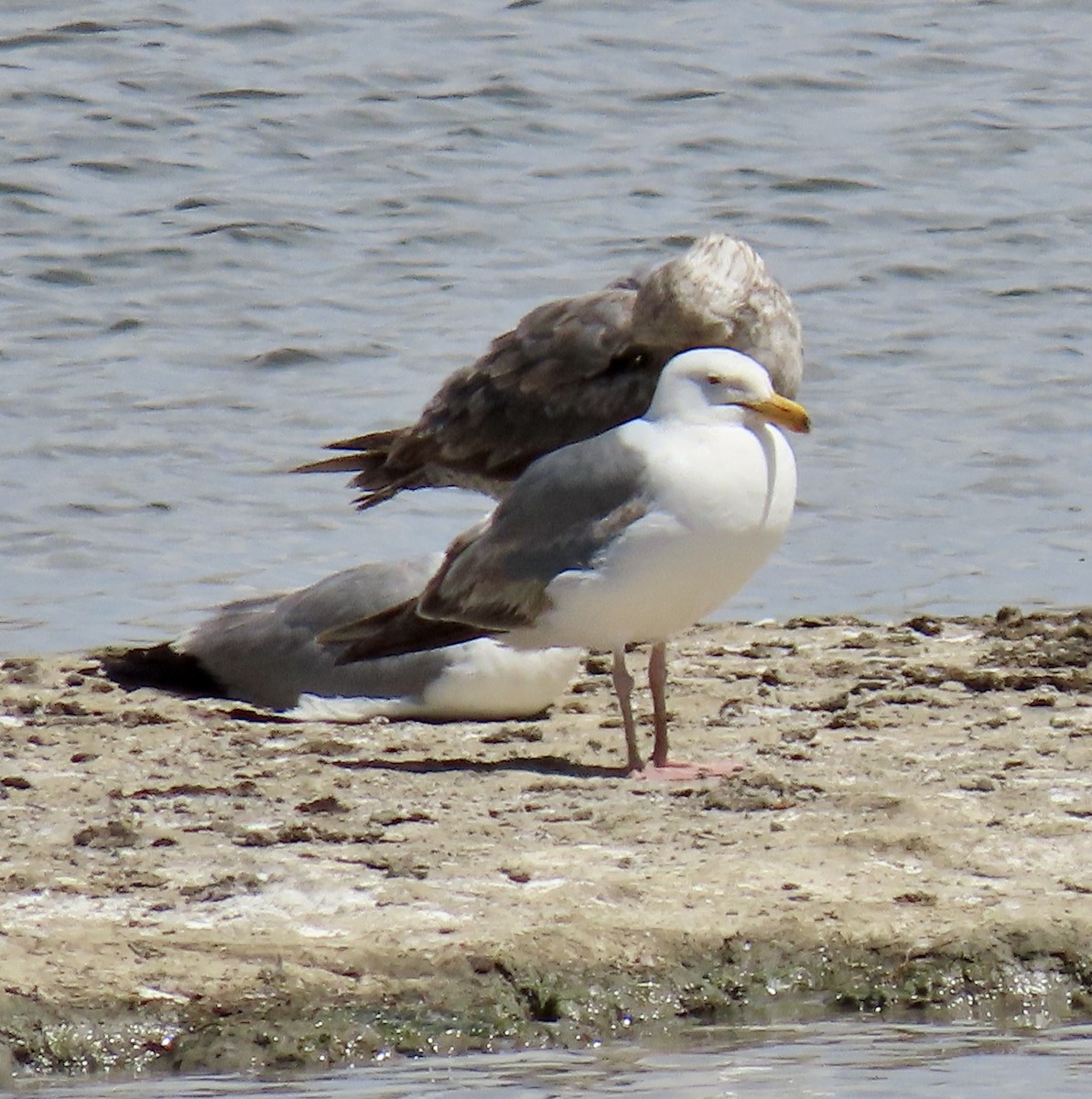 Gaviota Occidental - ML620593480