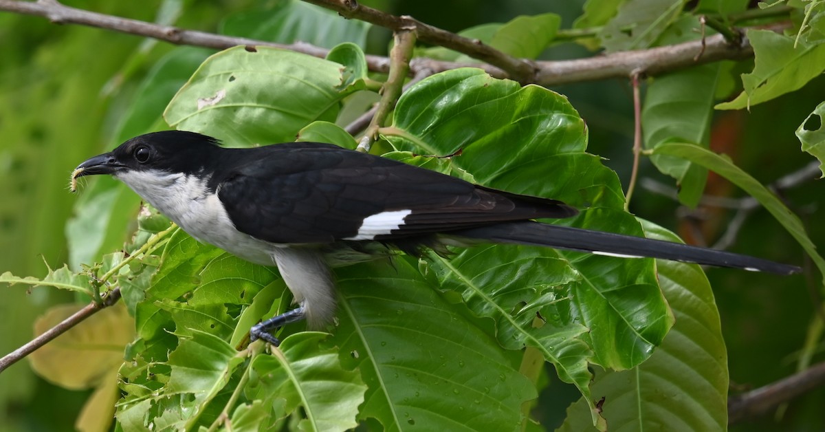 Pied Cuckoo - ML620593487