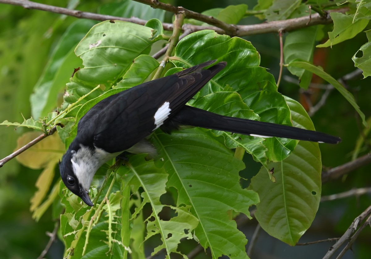 Pied Cuckoo - ML620593502