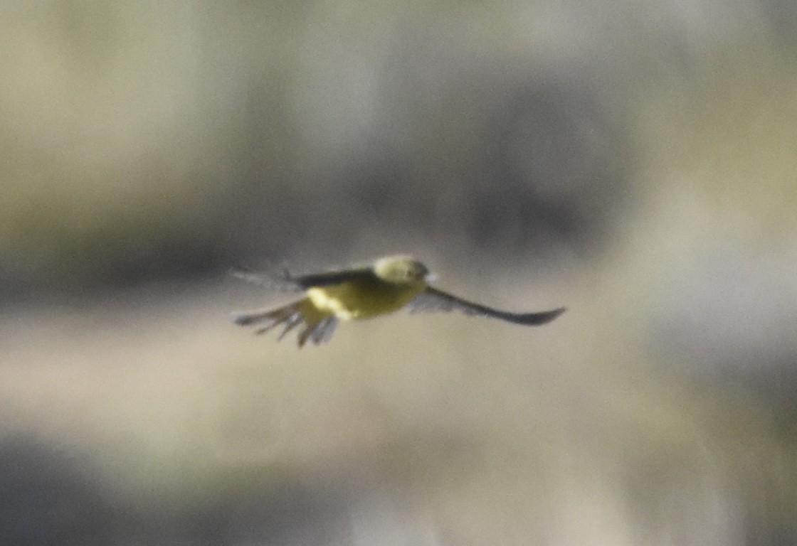 Orange-crowned Warbler (lutescens) - ML620593504