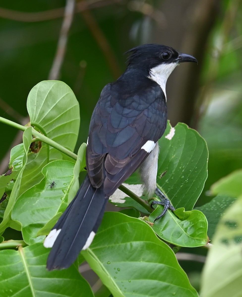 Pied Cuckoo - ML620593506