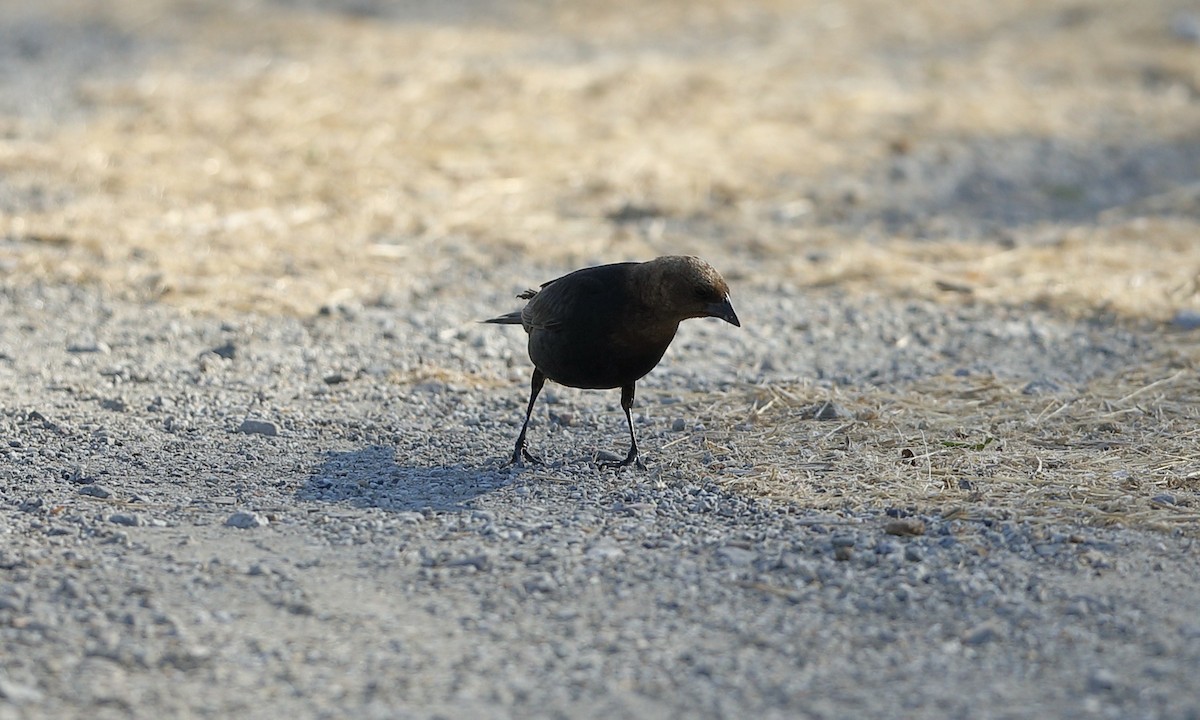 Brown-headed Cowbird - ML620593508