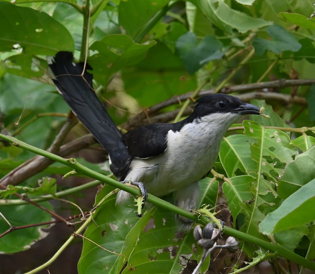 Pied Cuckoo - ML620593510