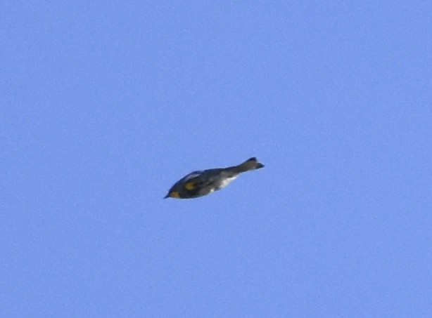 Yellow-rumped Warbler (Audubon's) - ML620593512