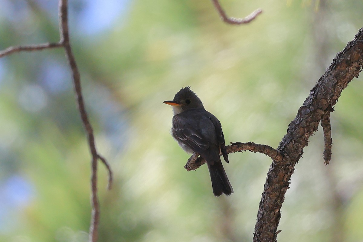 Greater Pewee - ML620593525