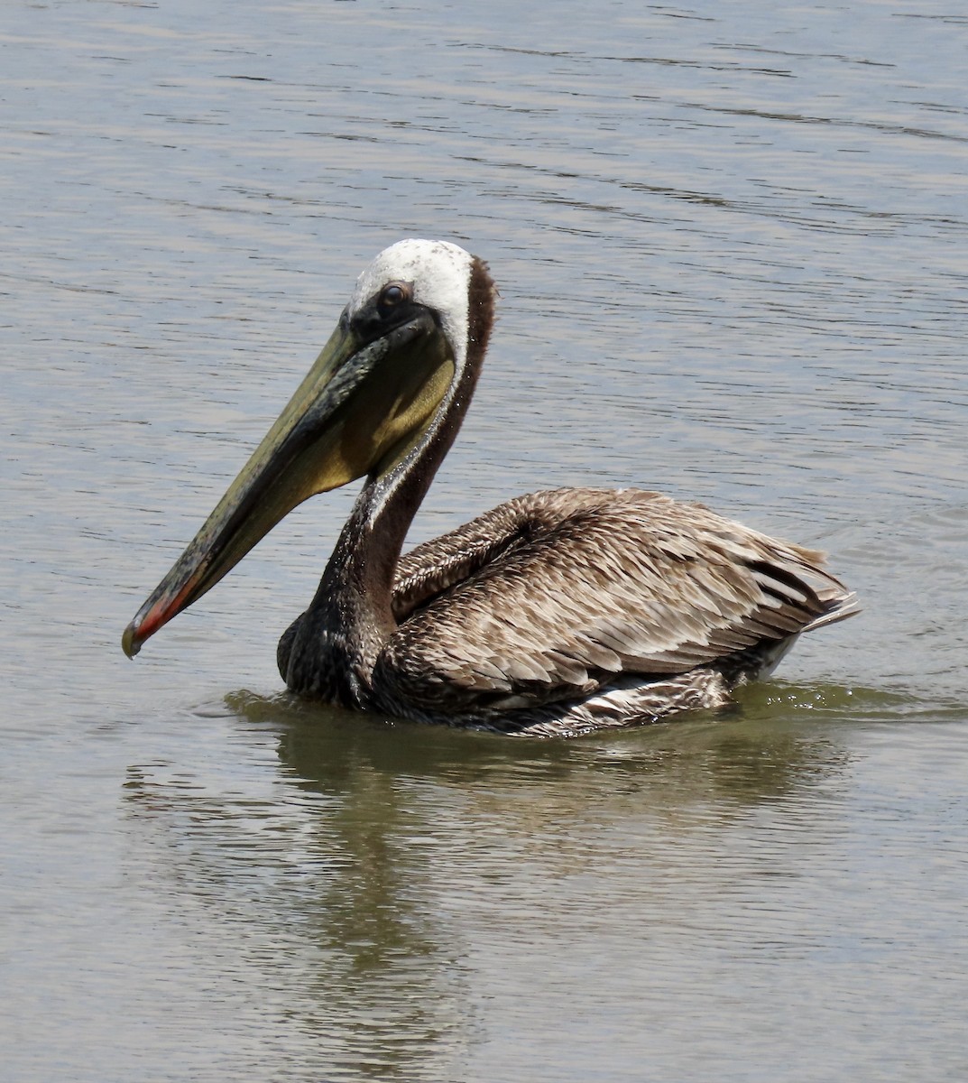 pelikán hnědý - ML620593528