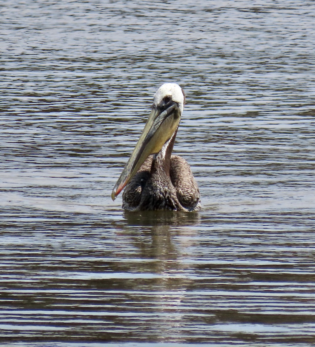 pelikán hnědý - ML620593529