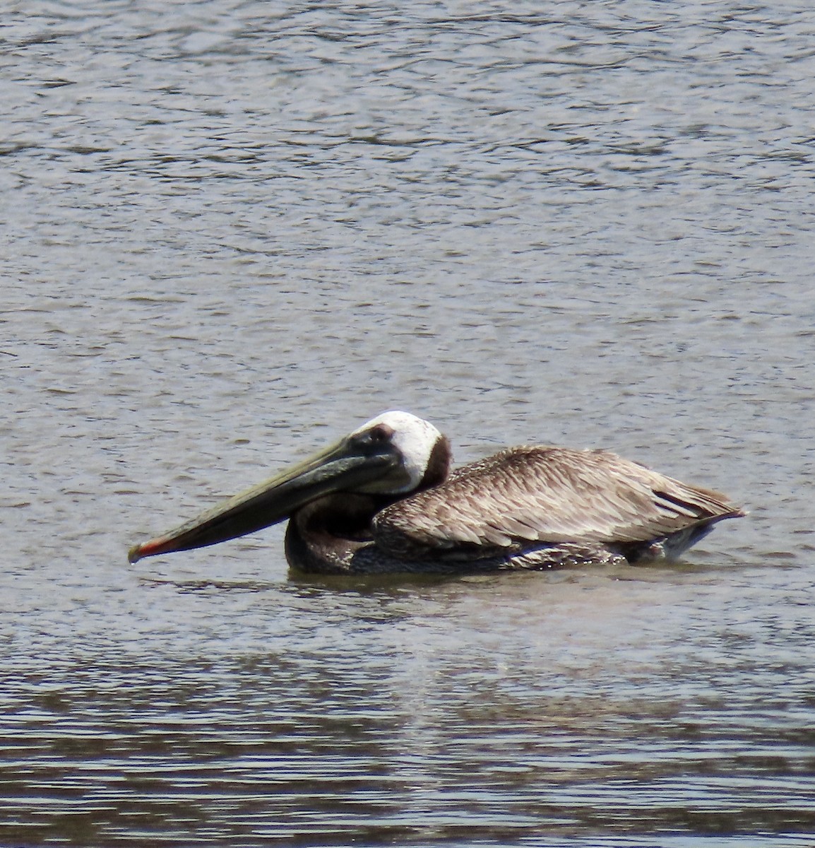 pelikán hnědý - ML620593530