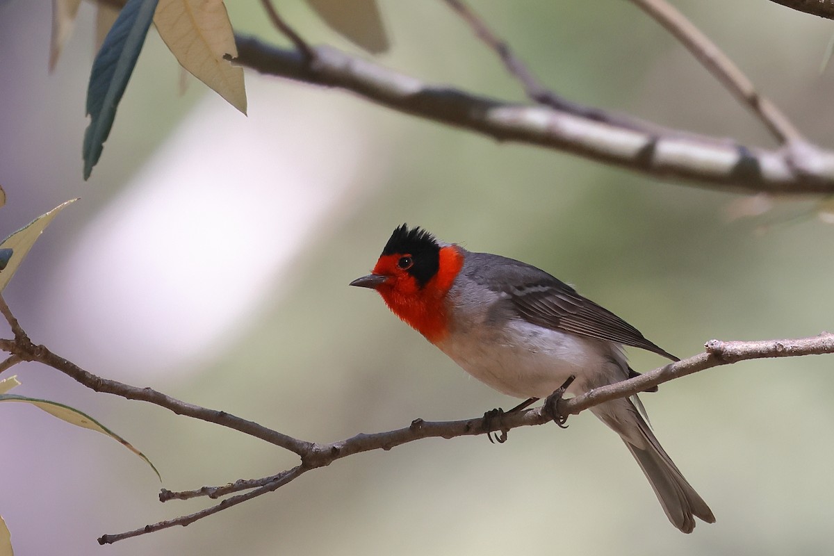 Red-faced Warbler - ML620593531