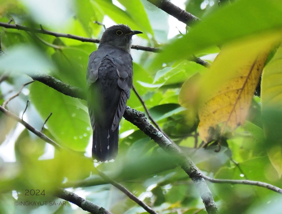 Lesser Cuckoo - ML620593536