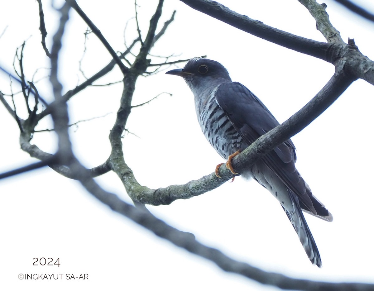 Lesser Cuckoo - ML620593537