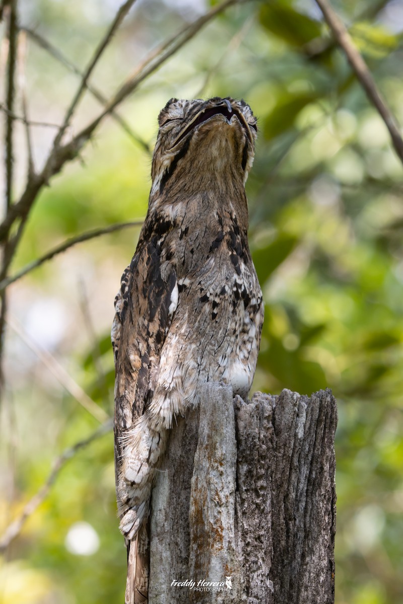 Common Potoo - ML620593548