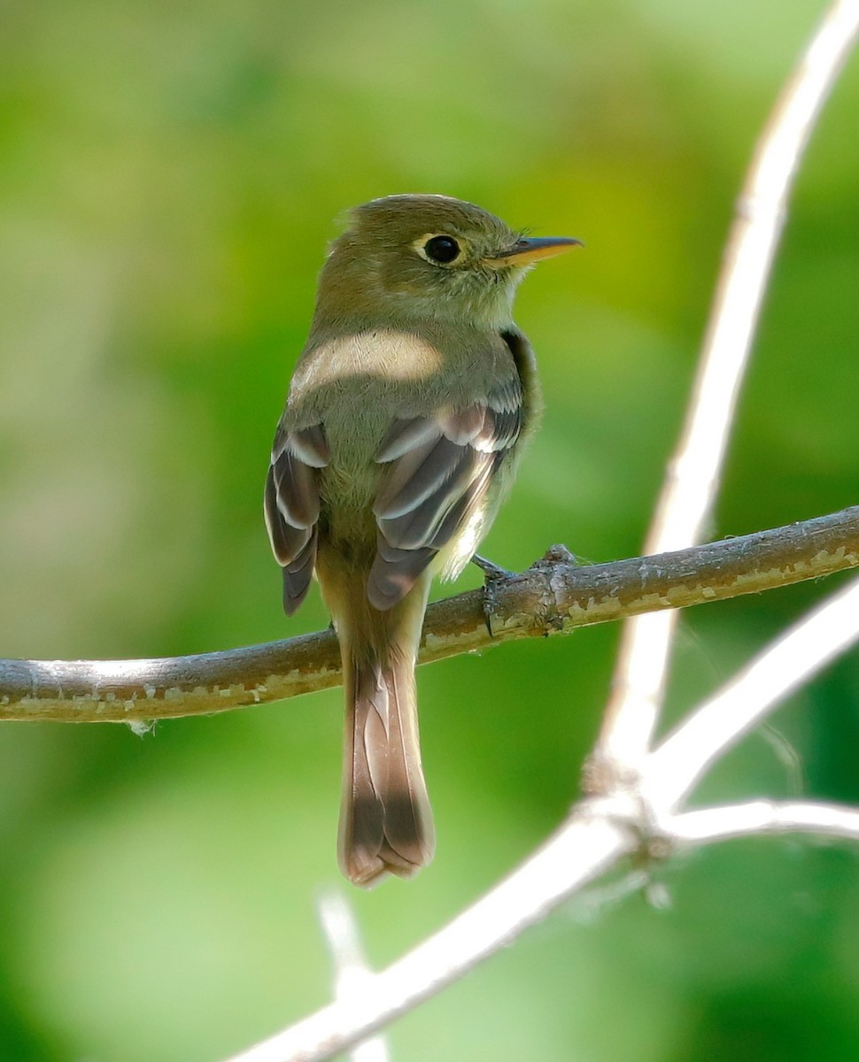 Western Flycatcher - ML620593567