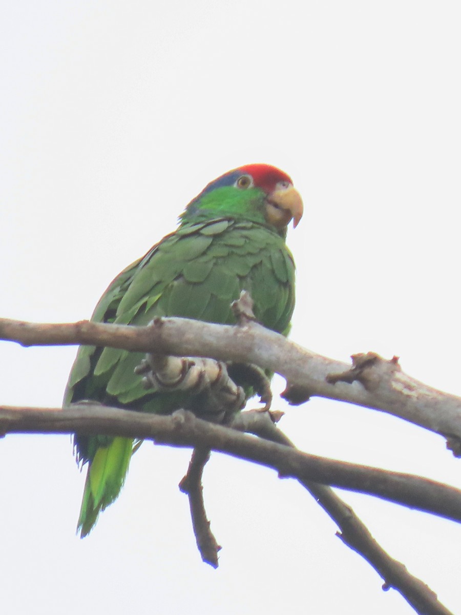 Amazona Tamaulipeca - ML620593569