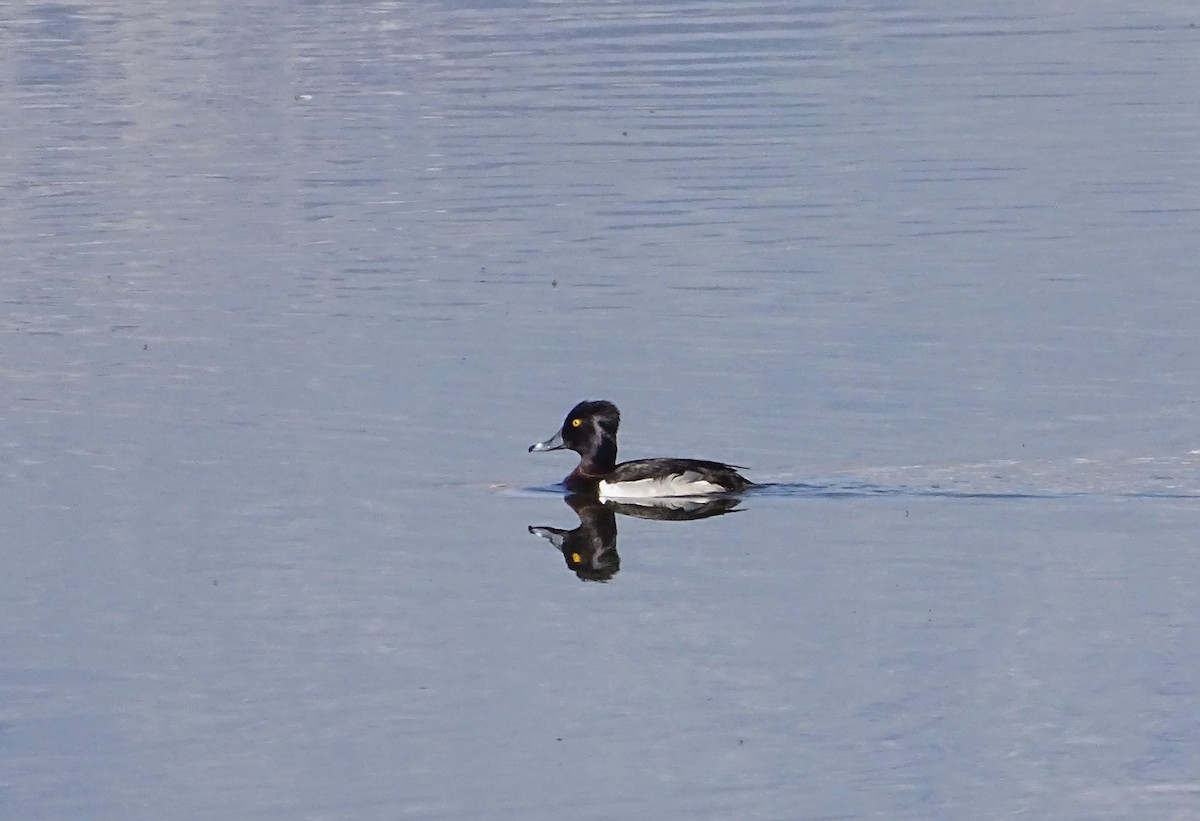 Ring-necked Duck - ML620593575