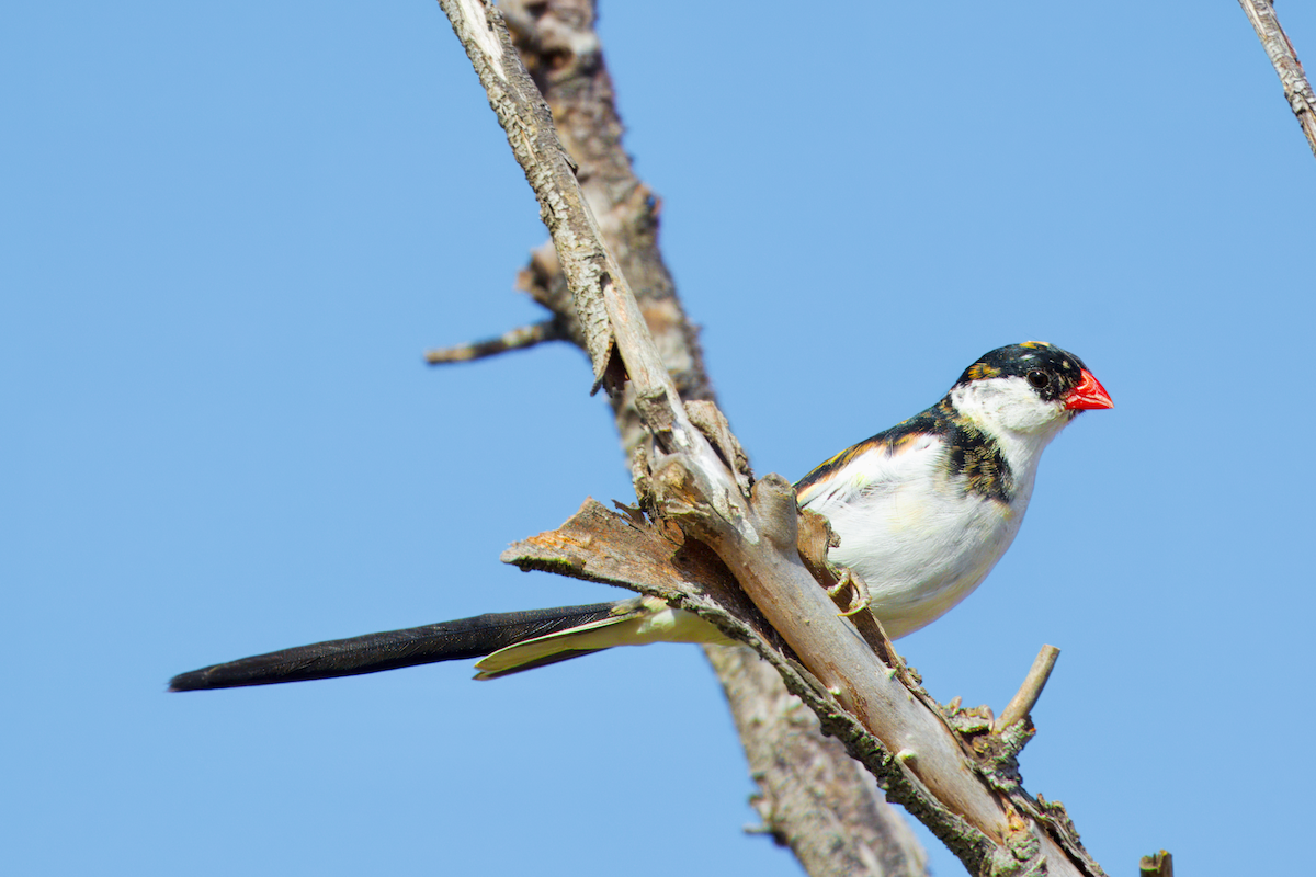 Pin-tailed Whydah - ML620593576