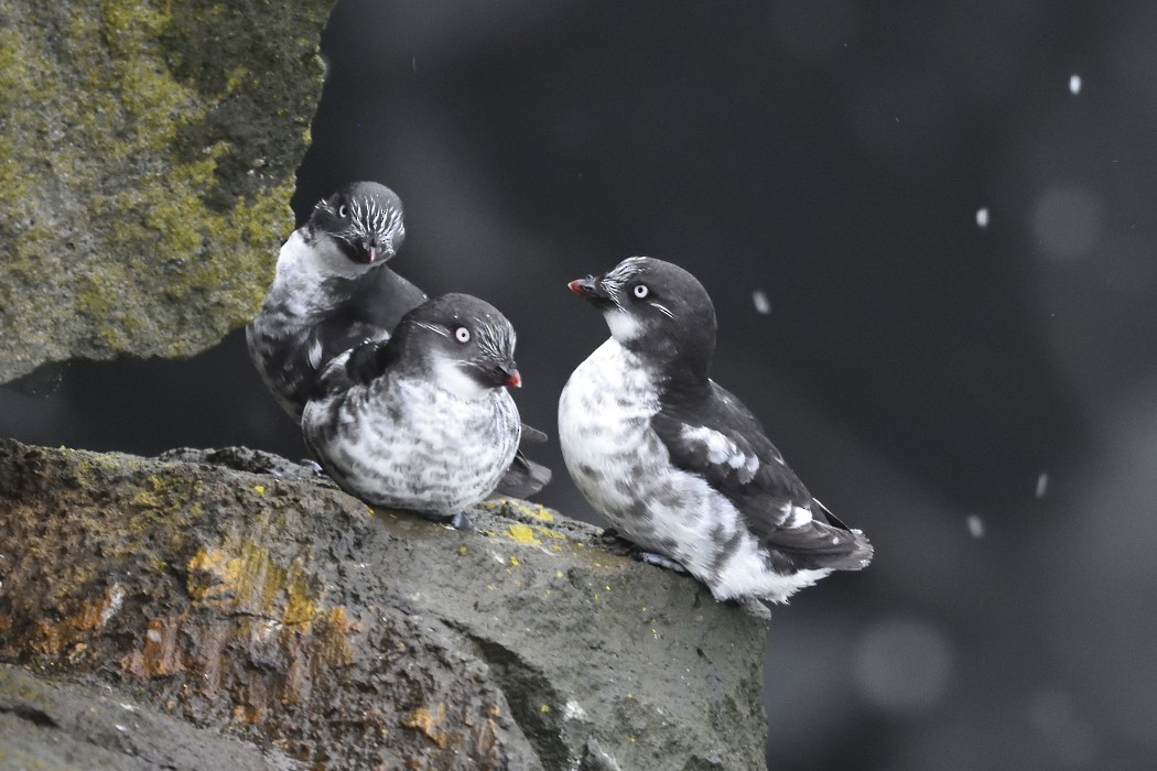 Least Auklet - ML620593585