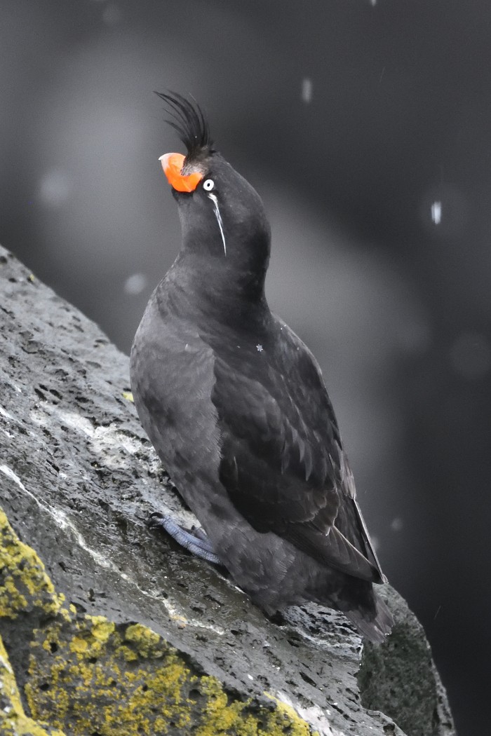Crested Auklet - ML620593603