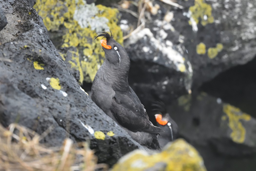 Crested Auklet - ML620593605