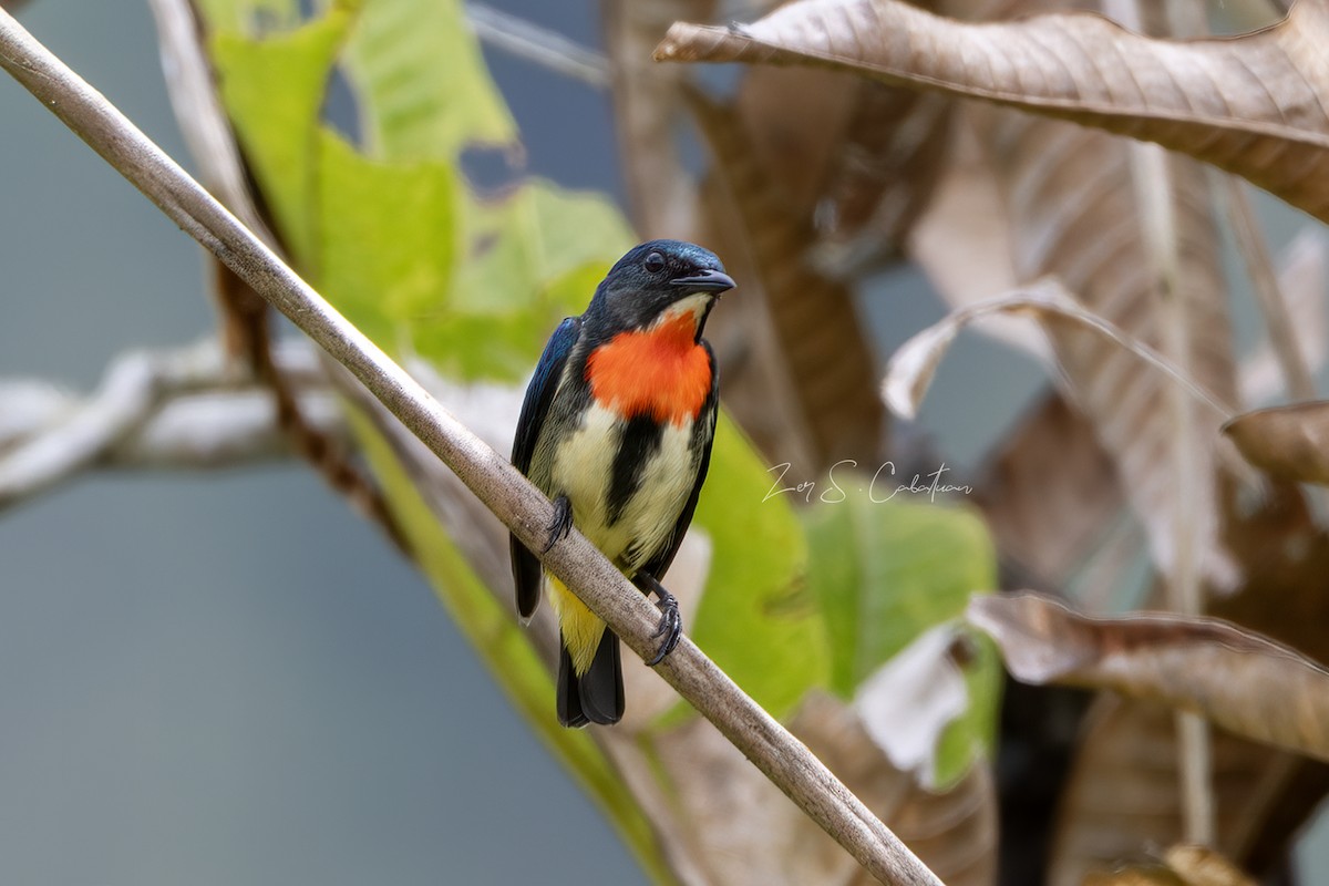 Fire-throated Flowerpecker - ML620593606