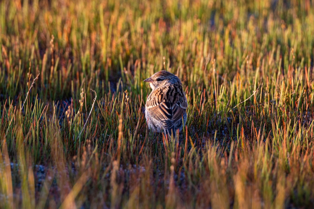 Chipping Sparrow - ML620593619