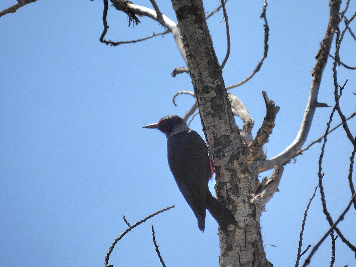 Lewis's Woodpecker - ML620593630