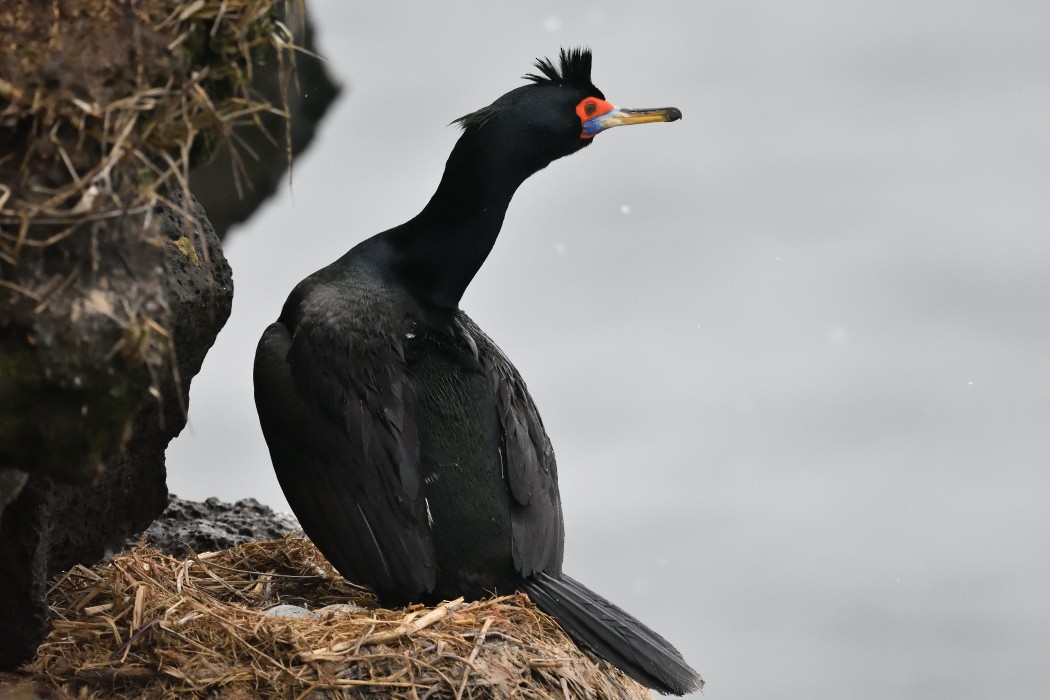 Cormoran à face rouge - ML620593631