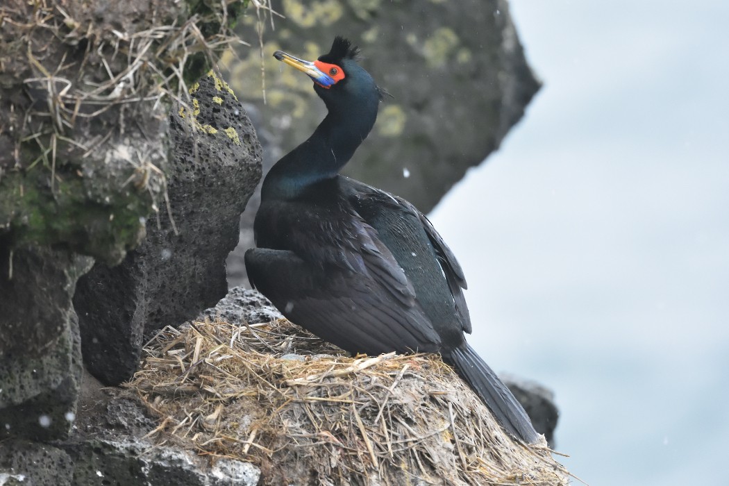 Cormoran à face rouge - ML620593636