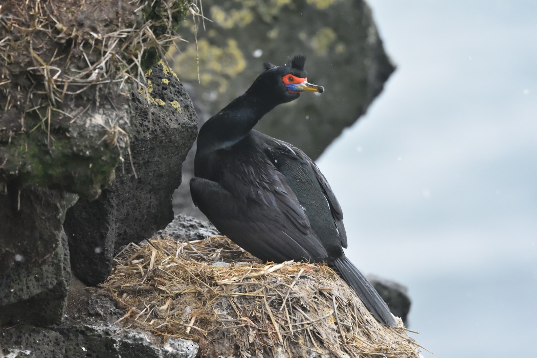 Red-faced Cormorant - ML620593647