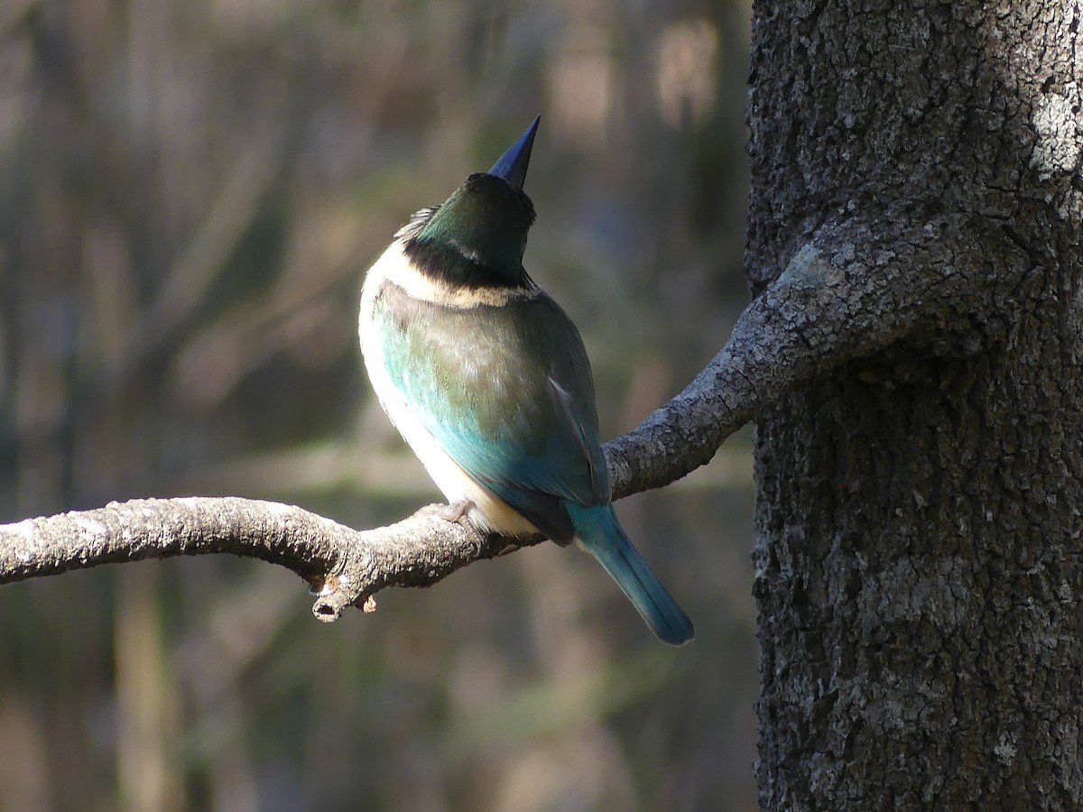 Sacred Kingfisher - ML620593653